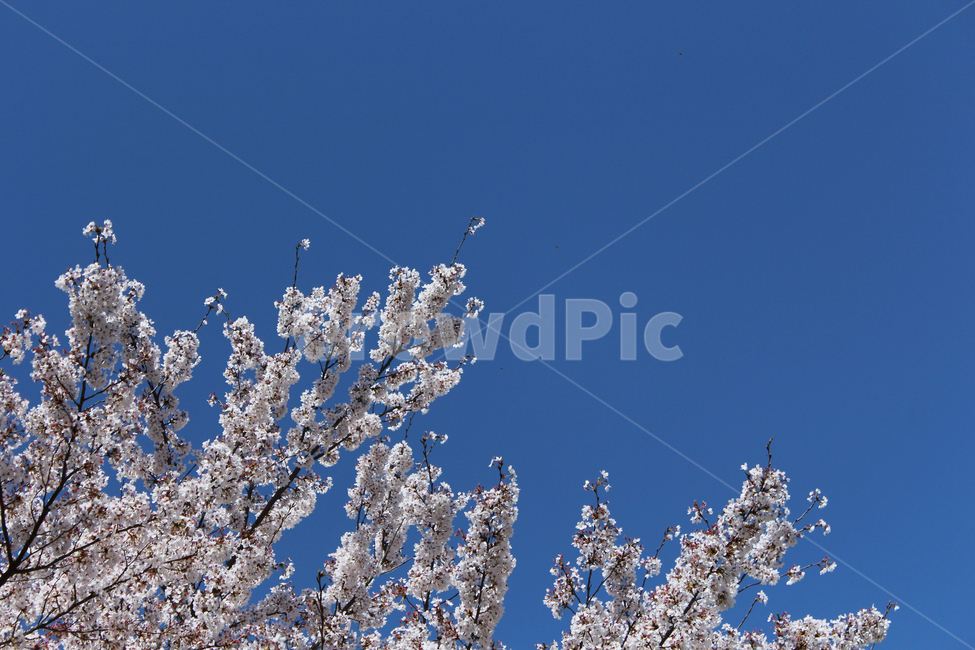 벚꽃,꽃,꽃나무,나무,식물,자연,봄,축제,벚꽃축제,일본,일본꽃,봄,계절,spring,season,식물,자연,plants,nature,꽃,flower,ice,빙,outdoors,옥외,snow,눈,frost,서리