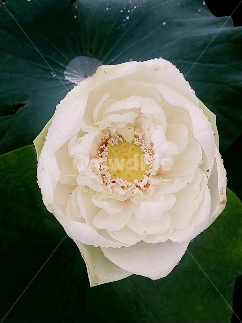 연꽃,lotus,꽃,자연,감성,여름,색감,아름다움,flower,식물,plants,nature,정물,비,장마,연잎,꽃봉오리,우아,접사,연밭,수생,연꽃축제,피어나다,녹색,잎,계절,lotusleaf,bloom,blossom,leaf,연,습지