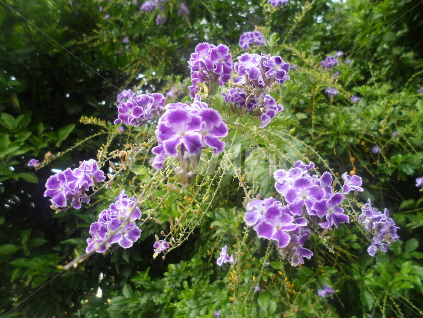 꽃,보라색꽃,들꽃,봄,산책,등산,식물,자연,plants,nature,꽃,flower