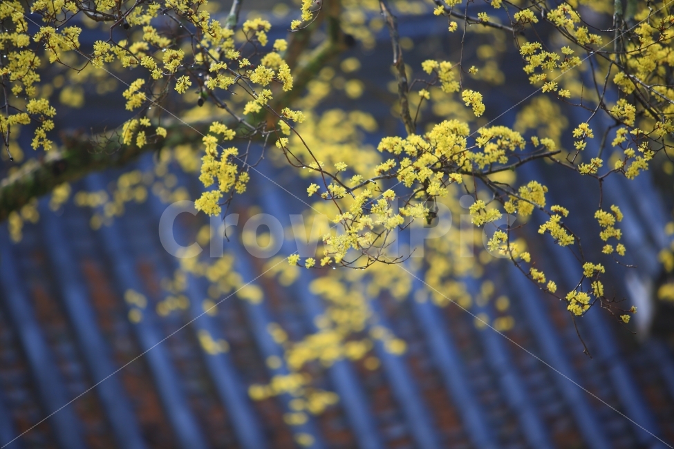 spring,Cornus officinalis flower,Soswaewon,tile roof,yellow flower,sight