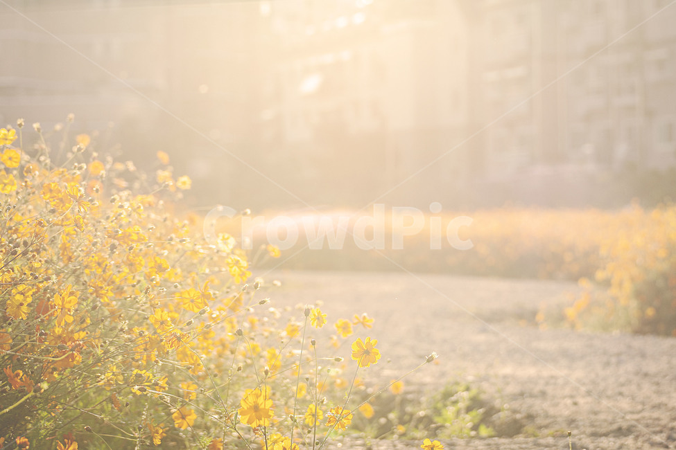 풍경,자연,계절,가을,식물,꽃,코스모스,자연광,햇빛,빛번짐,landscape,nature,season,autumn,fall,plants,flower,cosmos,황화코스모스,sulfurcosmos