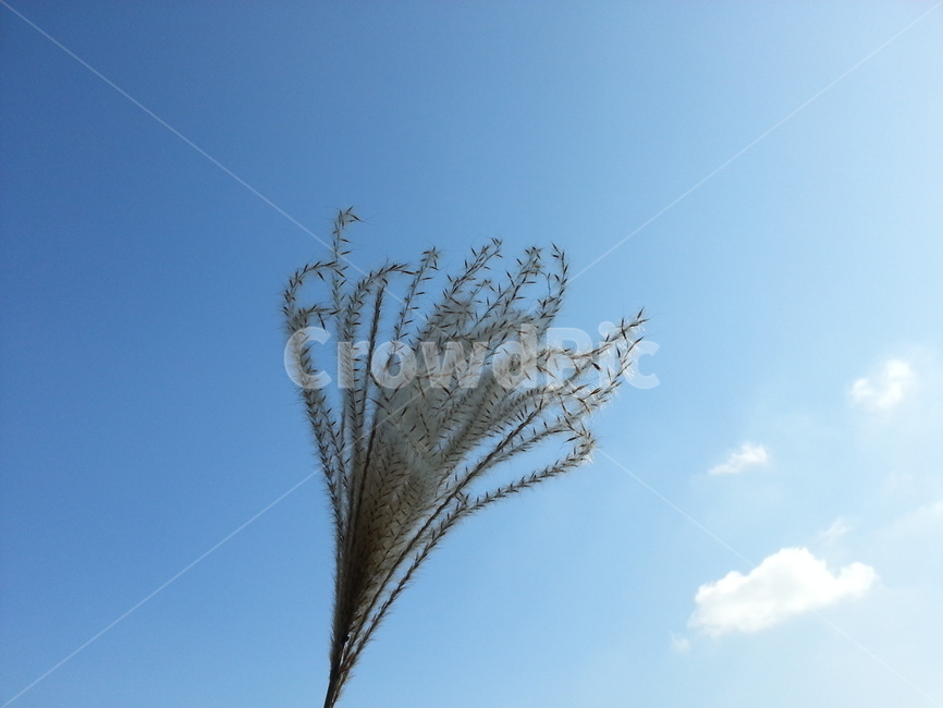 식물,하늘,plant,sky,바람,wind