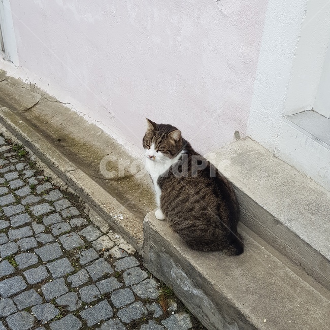 고양이,길고양이,cat,animal,점박이고양이,뚱냥이