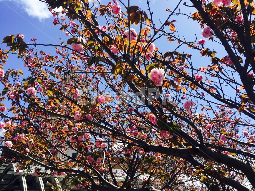 꽃,나무,하늘,봄,계절,spring,season,sky,flower