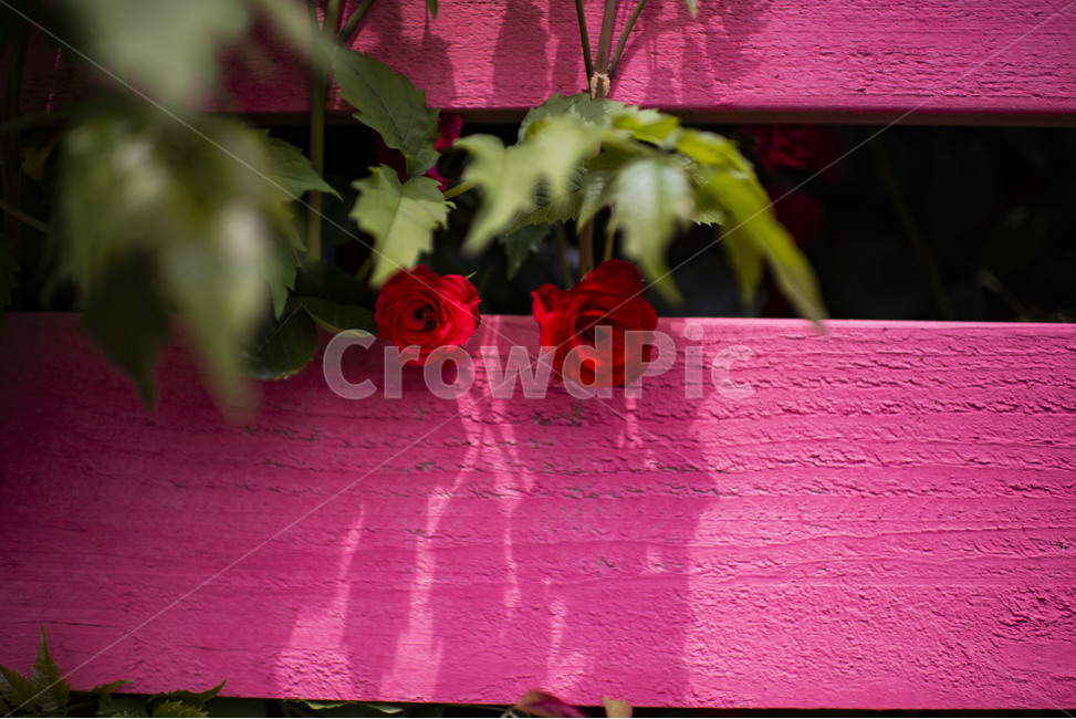 flower,꽃,blossom,plant,장미,rose,식물,장미꽃,빨간장미,레드,붉은,식물,자연,plants,nature,꽃,flower