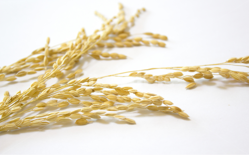 쌀,벼,곡식,곡물,음식,식재료,이삭,요리,곡류,rice,cereal,dry,ear,farming,food,gold,grain,harvest,isolated,korea,meal,nutrition,organic,plant,seed,yellow,cook,cook화이트,흰색,하얀색,흰배경,쌀알,알갱이,볍씨,씨,씨앗,열매,쌀알갱이,식물,자연,탑앵글,탑뷰,음식,식재료,요리,food,cook,meal,dishes,food reserves,곡류,곡식,cereals
