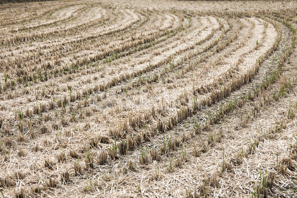 감성,가을,수확,논뚜렁,늦가을,자연,풍경,nature,landscape,시골,마을,country,rural,town,ground,바닥,outdoors,옥외