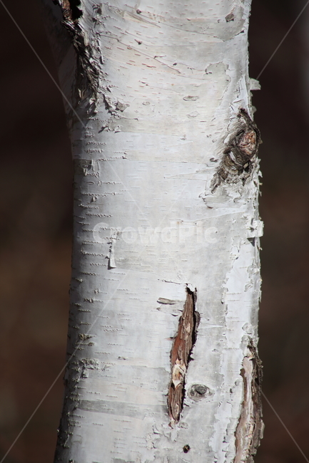 자작나무,식물,백화피,japanesewhitebirch,plant,식물,자연,plants,nature,나무,trees,wood