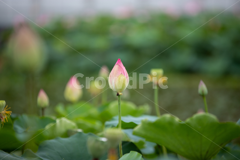 연꽃,여름,연잎,자연,풍경,꽃,flower