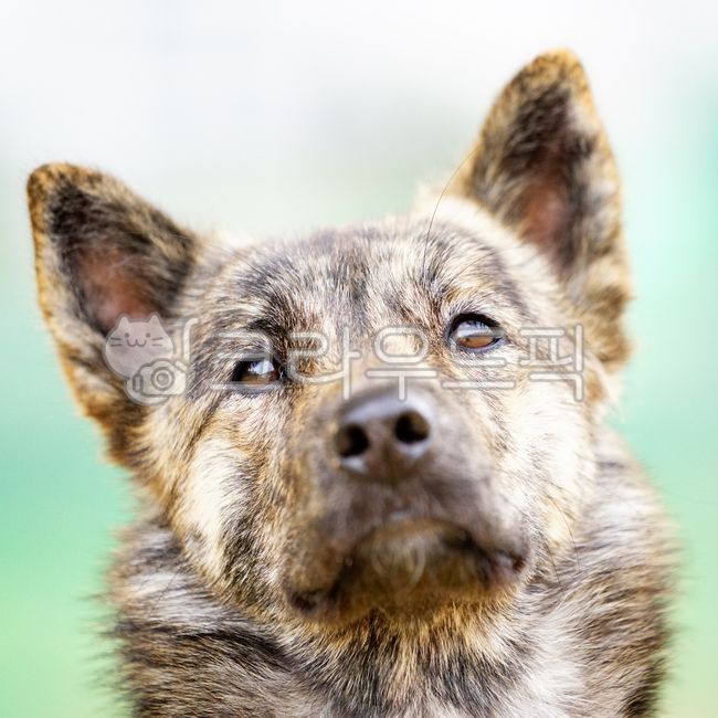 진도개,진돗개,호구,호피,성견,애완동물,dog,pet,mammal,animal