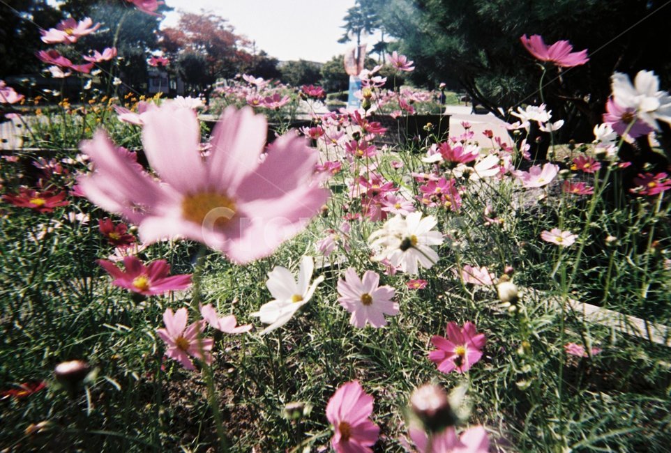 가을,꽃,코스모스,자연,풍경,가을,계절,fall,autumn,season,식물,자연,plants,nature,꽃,flower,plant,blossom,petal,꽃잎
