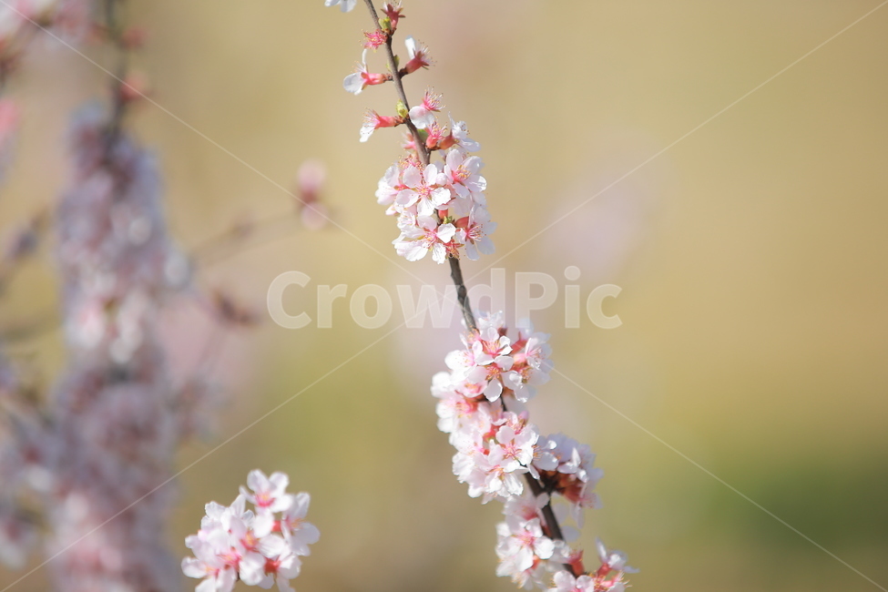 벚꽃,봄,새싹,하늘,벚꽃놀이,꽃,맑음,오막삼,캐논,5dmark3,봄,계절,spring,season,식물,자연,plants,nature,꽃,flower,plant