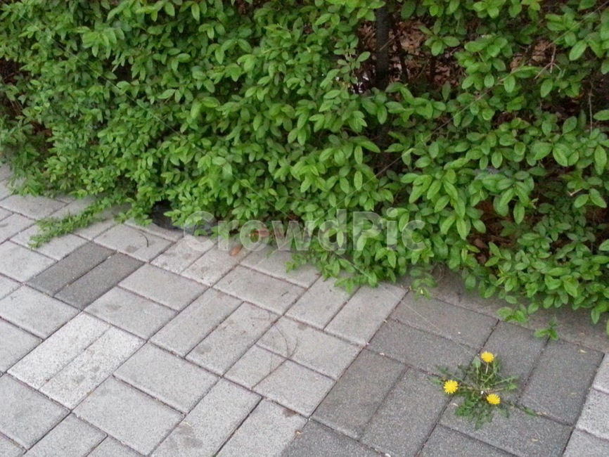 봄,민들레,노랑,yellow,꽃,flower
