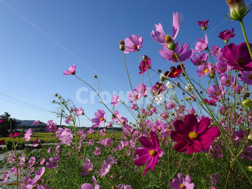 코스모스,꽃,가을,하늘,시골,자연,가을,계절,fall,autumn,season,식물,자연,plants,nature,꽃,flower,blossom,geranium,제라늄,plant