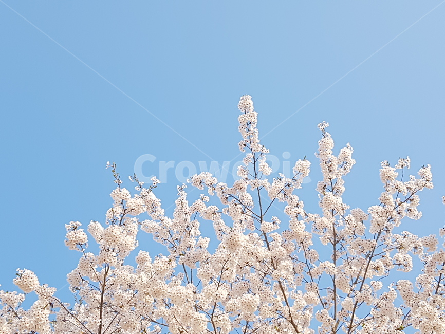 벚꽃,벚꽃나무,딸기우유,사쿠라,나무,가지,하늘