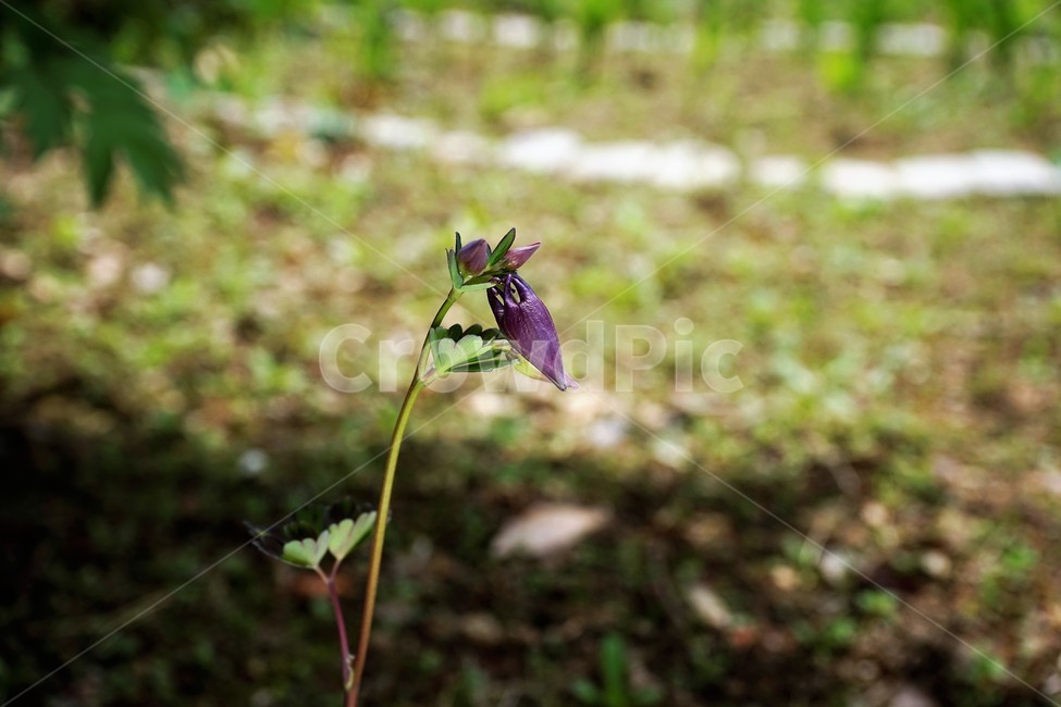 매발톱꽃,꽃,봄,만개,aquilegia,beforeflowering,bud,columbine,green,leaf,nature,plant,spring