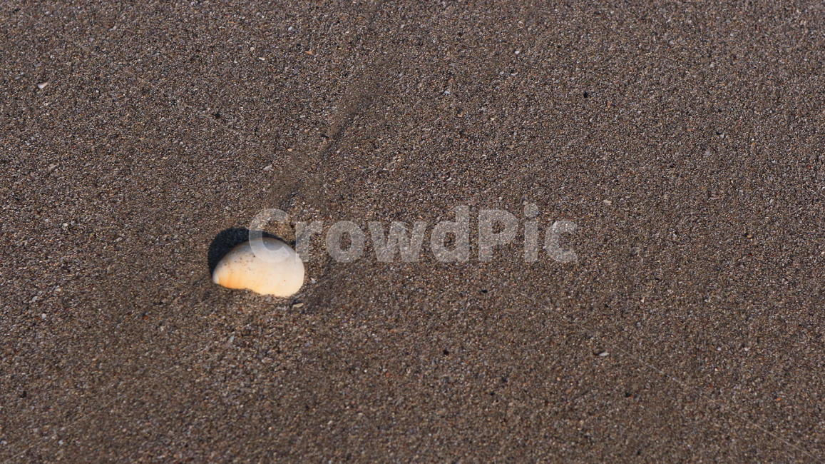 nature,자연,sand,모래,바다,해변,조개껍데기,여름,beach,shell,summer