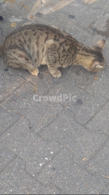 고양이,길고양이,동물,아기고양이,들고양이,동물,animal,포유류,mammal,고양이,cat,kitten,kitty