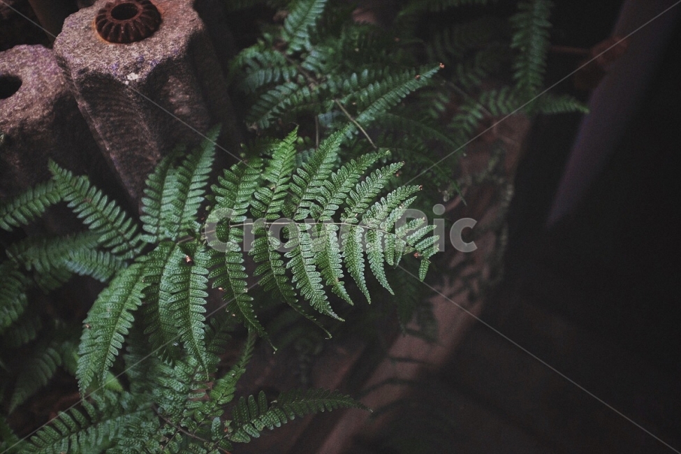 감성사진,식물,초록색,비,야외,겨울,색감,필름,emotion,plant,green,rain,outdoor,winter,color,film,식물,자연,plants,nature,감성,sensible,feeling