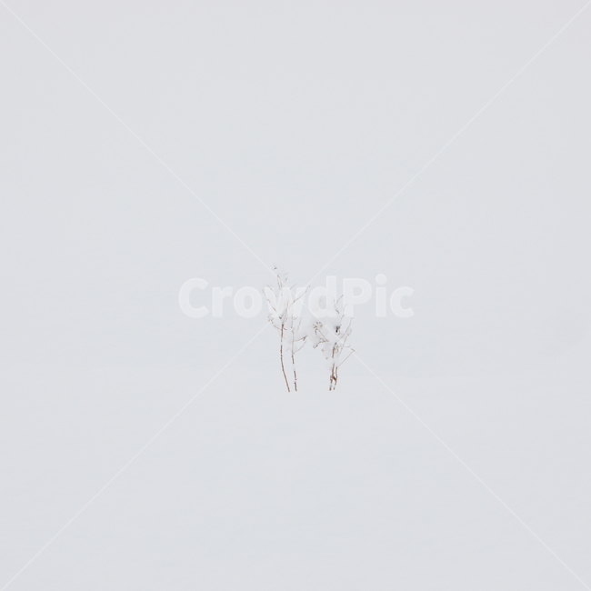 설경,눈,비에이,북해도,겨울풍경,snow,겨울,계절,winter,season,자연,풍경,nature,landscape,animal,동물,bird,새,flying,나는