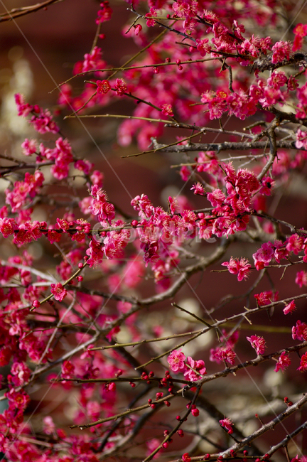 plant,꽃잎,petal,식물,blossom,꽃,flower,매화,봄,계절,spring,season