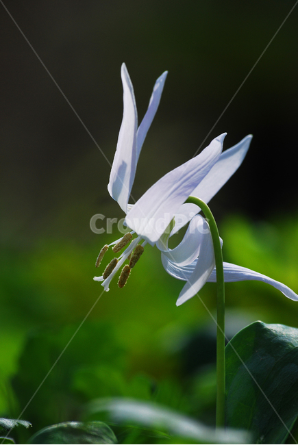 봄꽃,얼레지,흰얼레지,야생화,고산식물,접사,마크로,클로즈업,macro,시즌,계절,자연,식물,초록,초본,꽃,들꽃,우리꽃,토종,그린,잎새,싱그러운,순수,녹색,green,flowers,beautiful,plant,아웃포커스,배경흐림,nature,봄,계절,spring,season,식물,자연,plants,nature,꽃,flower