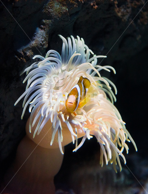 크라운피시,니모,퍼큘라피시,담셀,아쿠아리움