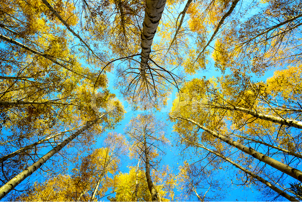 tree,나무,하늘,가을,단풍