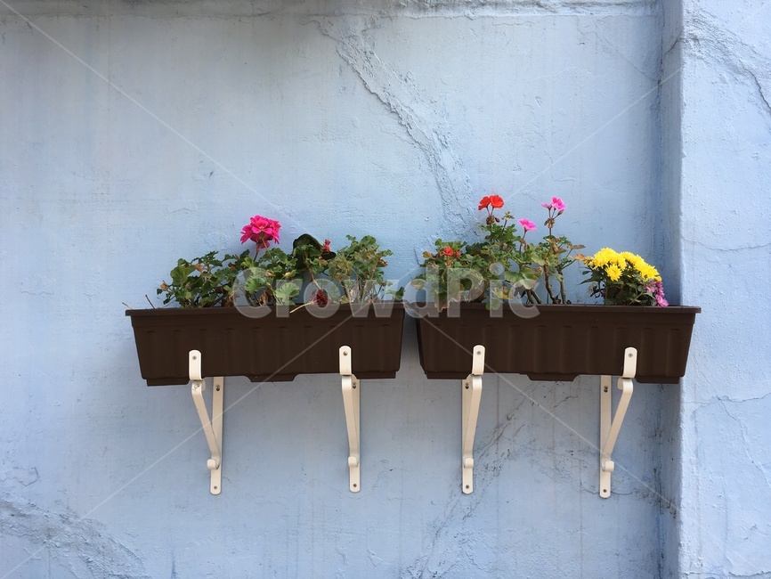 동네,산책,꽃,봄꽃,식물,plant,길가,입춘