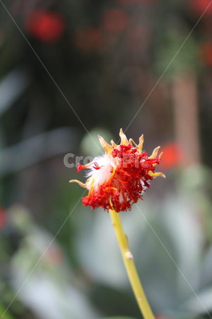 식물,꽃,plant,flower,blossom,식물,자연,plants,nature,꽃,flower
