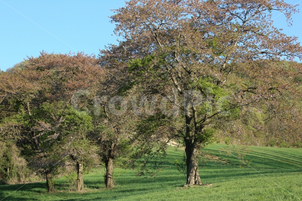 자연,풍경,봄,초원,나무,색감,그린,이미지,자연,풍경,nature,landscape,tree,plant,식물,tree trunk,나무 줄기