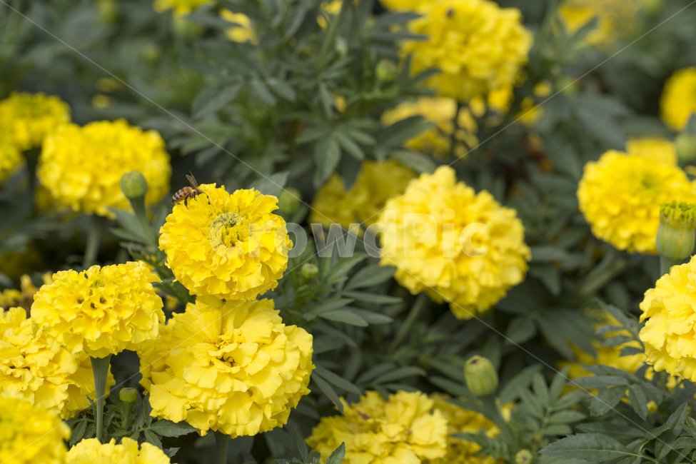 꽃,메리골드,식물,자연,노란꽃,노란색,국화과,식물,자연,plants,nature,꽃,flower