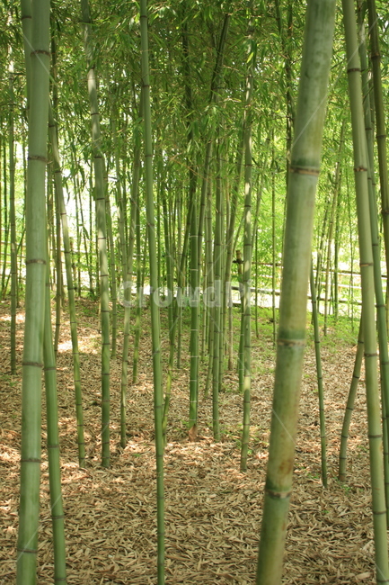 대나무,초록색,숲,나무,자연,자연,풍경,nature,landscape,plant,식물,bamboo