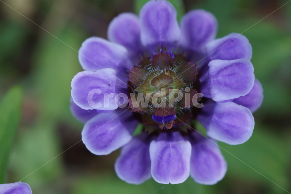 식물,꽃,flower,꿀풀,보라색