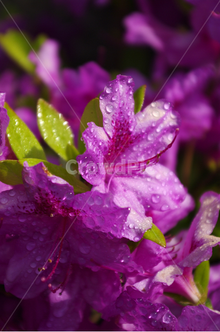 꽃,식물,flower,plant,철쭉