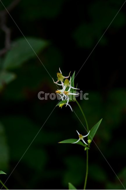 닻꽃,야생화,식물,자연,꽃,생태,힐링,플라워,wildflower,flower,plants,nature,season,감성,느낌,emotion,feeling,여름,용담목,용담과,닻꽃속,식물,자연,plants,nature,꽃,flower
