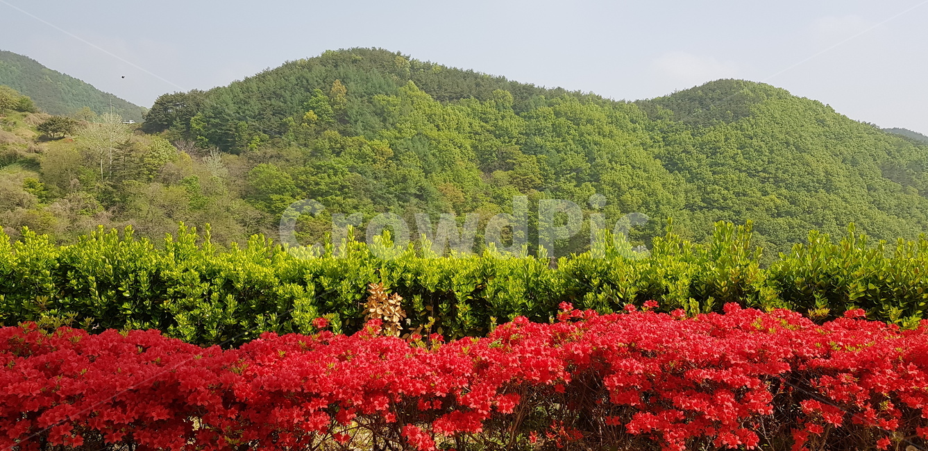 풍경,자연,꽃,산,진달래,산등선,자연,풍경,nature,landscape,한국자연풍경,한국자연경관,korea nature landscape,outdoors,옥외