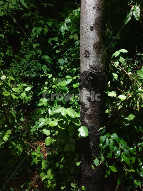 비,이슬,나무,숲,비온뒤,풀,자연,공원,forest,green,eco,night,식물,자연,plants,nature,나무,trees,wood