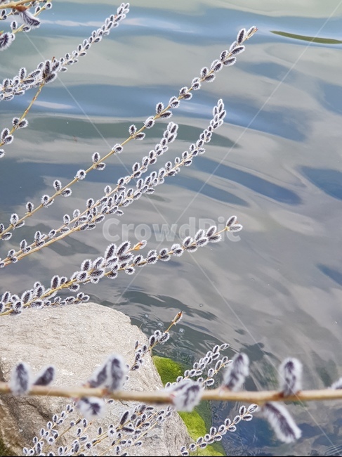 봄,버들개지,버들강아지,물빛,초봄,강,강변,봄,계절,spring,season,식물,자연,plants,nature,outdoors,옥외,water,물