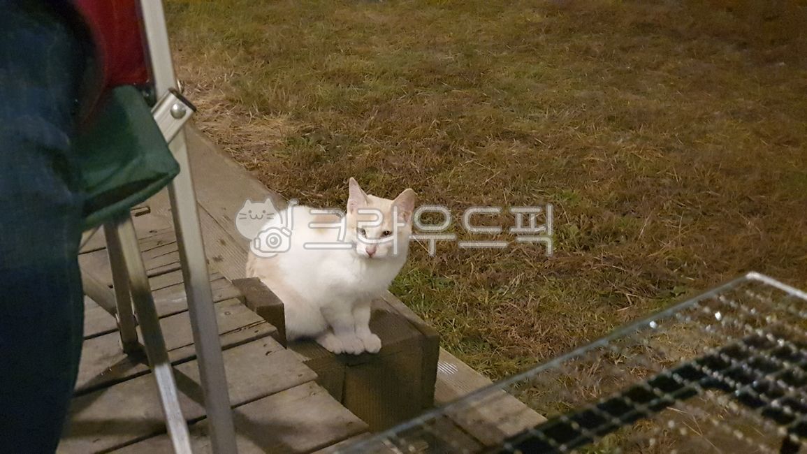 길고양이,코숏,고양이,데크,앉아있는고양이,애완동물,pet,cat,동물,animal,포유류,잔디,자연,반려동물,한마리,흰색고양이,하얀색고양이