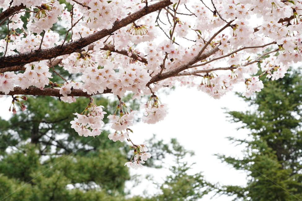 벚꽃,꽃,플라워,봄,봄꽃,flower,흰색,화이트,느낌,감성,접사,계절,나무,식물,생명,생물,봄,계절,spring,season,식물,자연,plants,nature,꽃,flower,plant,blossom