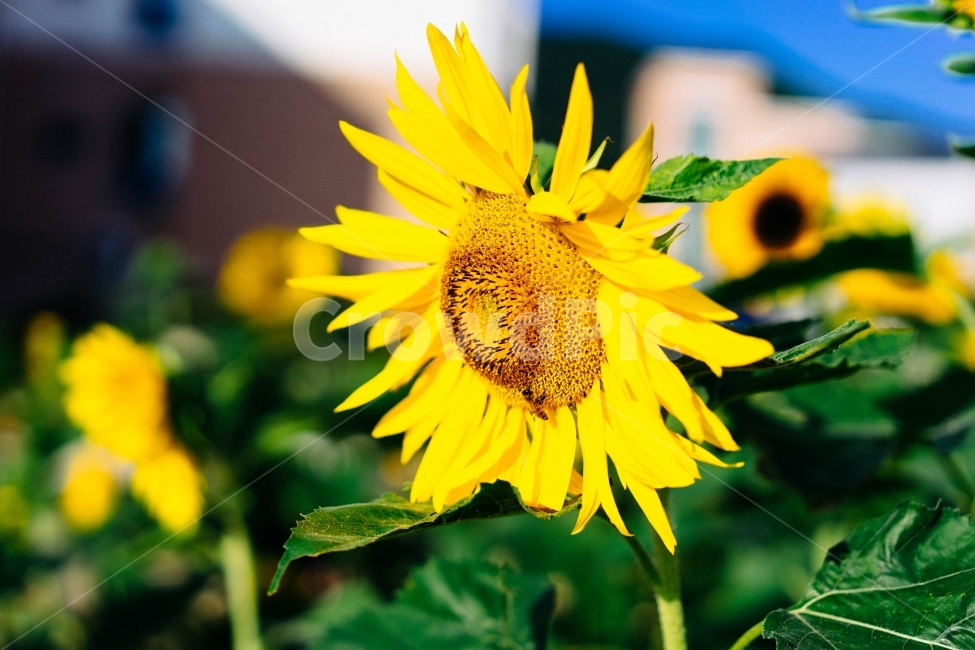 해바라기,해바라기꽃,꽃,노란꽃,가을사진,식물,자연,plants,nature,꽃,flower