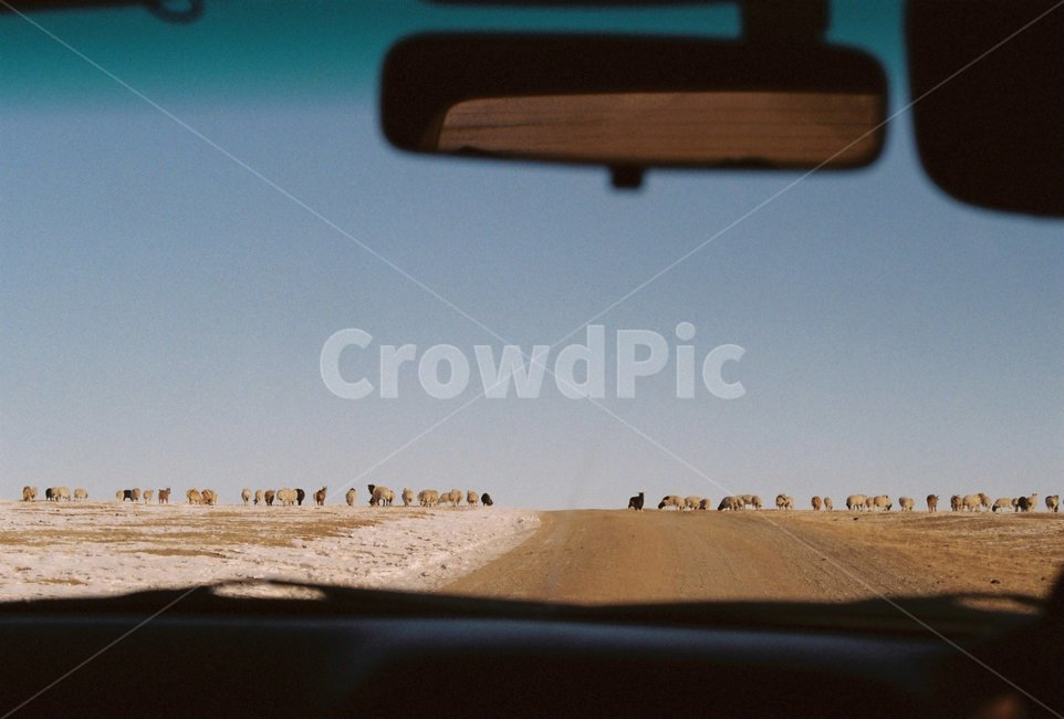 몽골,자연,백미러,양,염소,sheep,도로,교통,교통수단,traffic,transportation