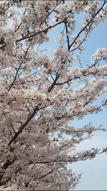식물,꽃,벚꽃,봄,풍경,나무,flower,cherryblossom,tree,spring,plant,flowertree,봄,계절,spring,season,식물,자연,plants,nature,꽃,flower,blossom