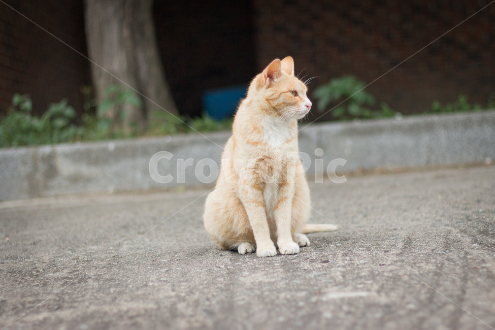 고양이,동물,귀여움,주차장,시선,주황색,애완동물,감성,동물,animal,포유류,mammal,고양이,cat,kitten,kitty
