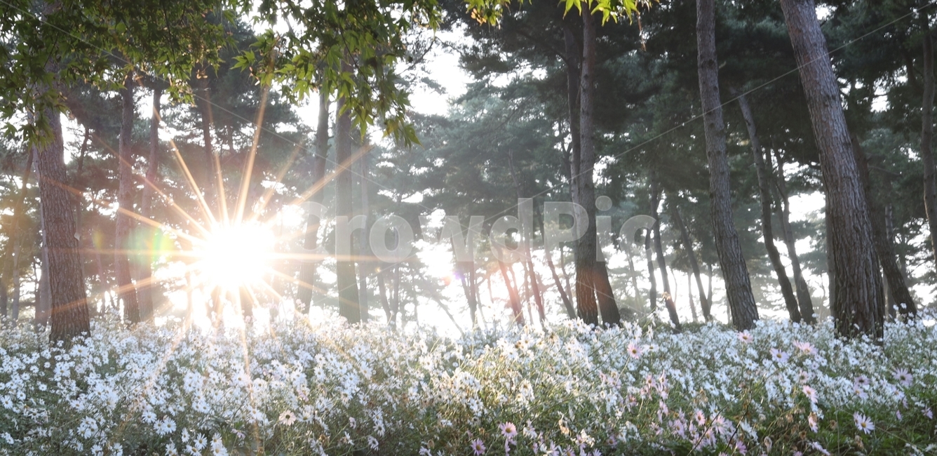 light,빛,sunlight,햇빛,소나무,구절초,빛내림,일출