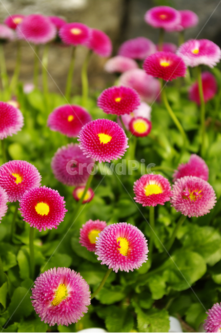 꽃,식물,color,flower,데이지,식물,자연,plants,nature,꽃,flower