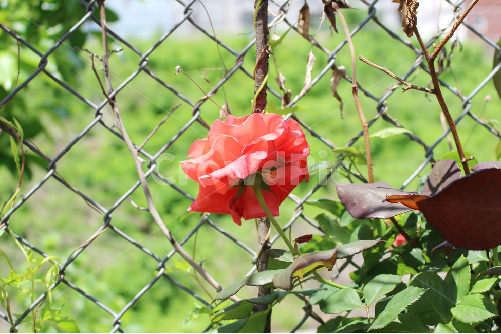 꽃,장미,감성사진,자연,풍경,풍경사진,flower,rose,여름,식물,자연,plants,nature,꽃,flower