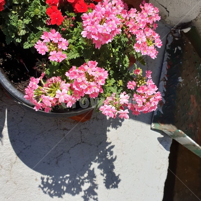 꽃,화분,분홍색꽃,식물,plant,꽃,flower
