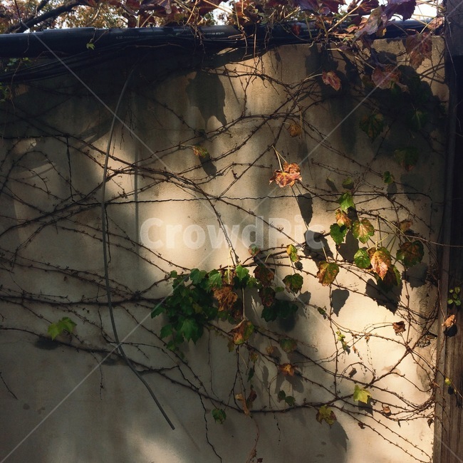 서울산책,골목길,가을산책,가을,노을,식물,자연,plants,nature